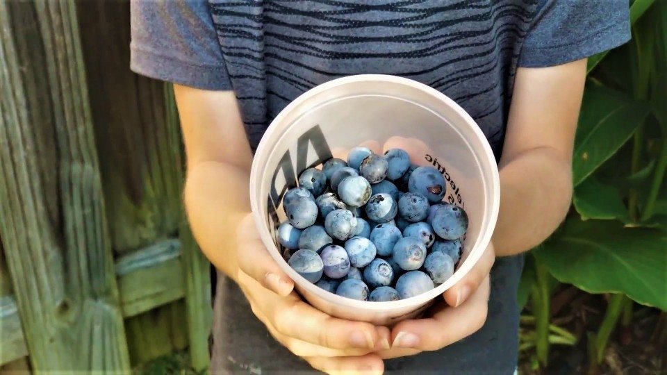 Blueberry cage keeps birds away